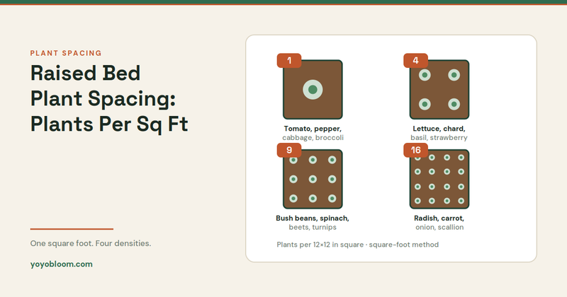 Raised Bed Plant Spacing: How Many Plants Per Square Foot