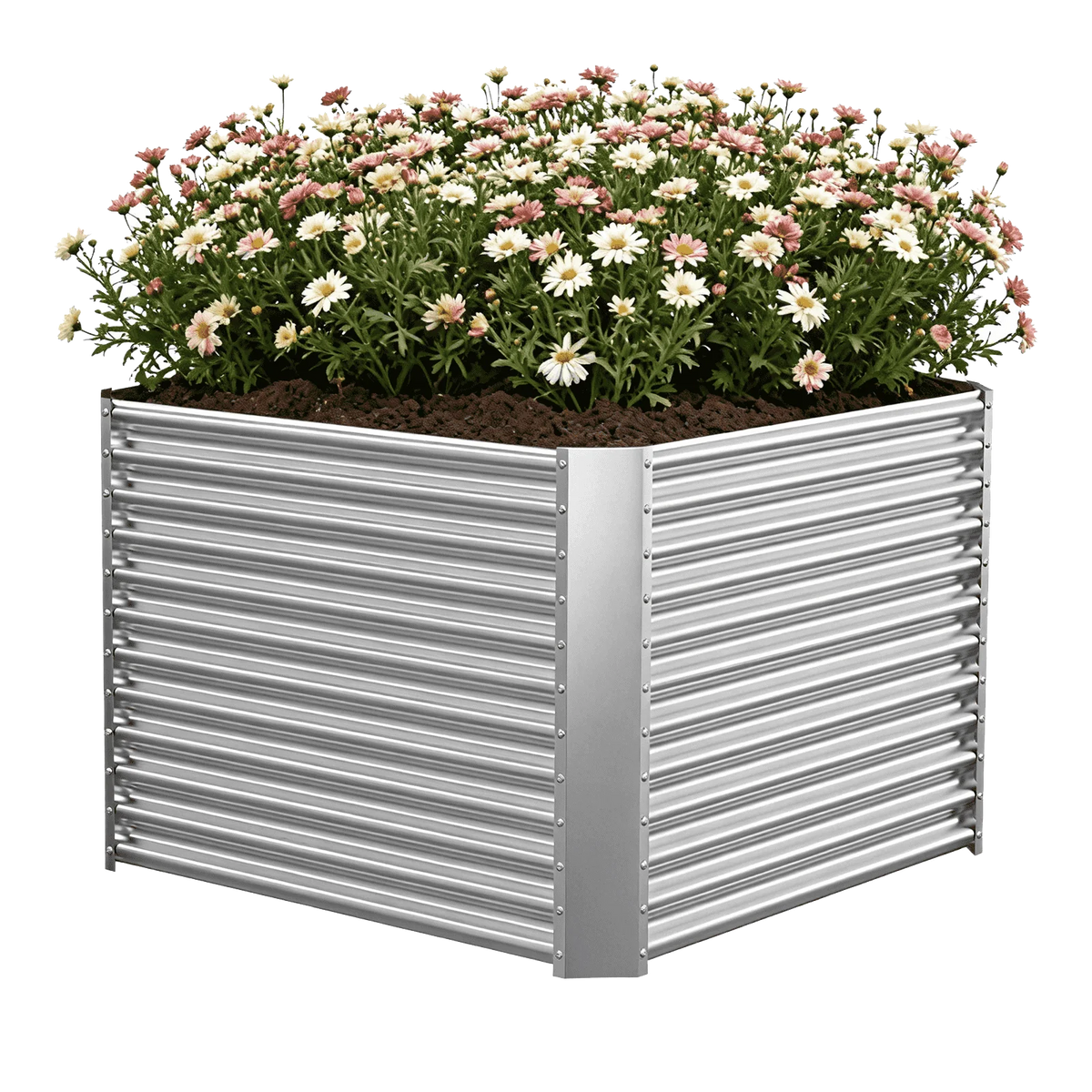 36-inch tall square galvanized metal raised garden bed, 4 by 4 feet