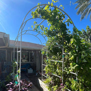 YoYoBloom Zn-Al-Mg Steel Arched Trellis for Raised Garden Beds image 21
